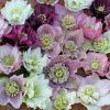 Helleborus Double Vision